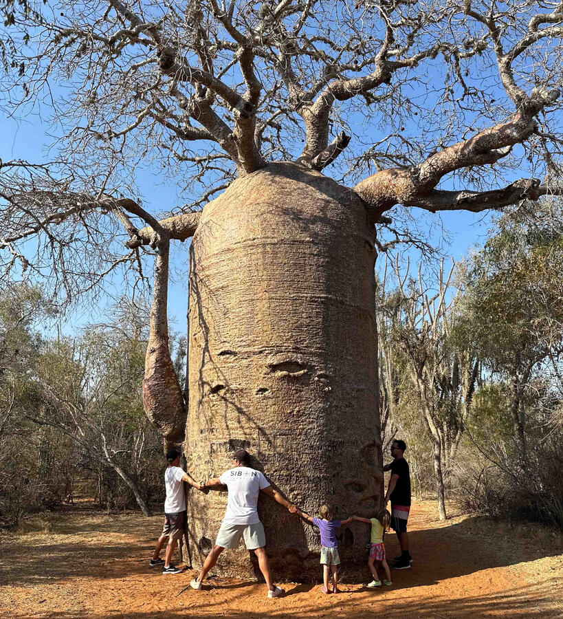 Baobab Baobab