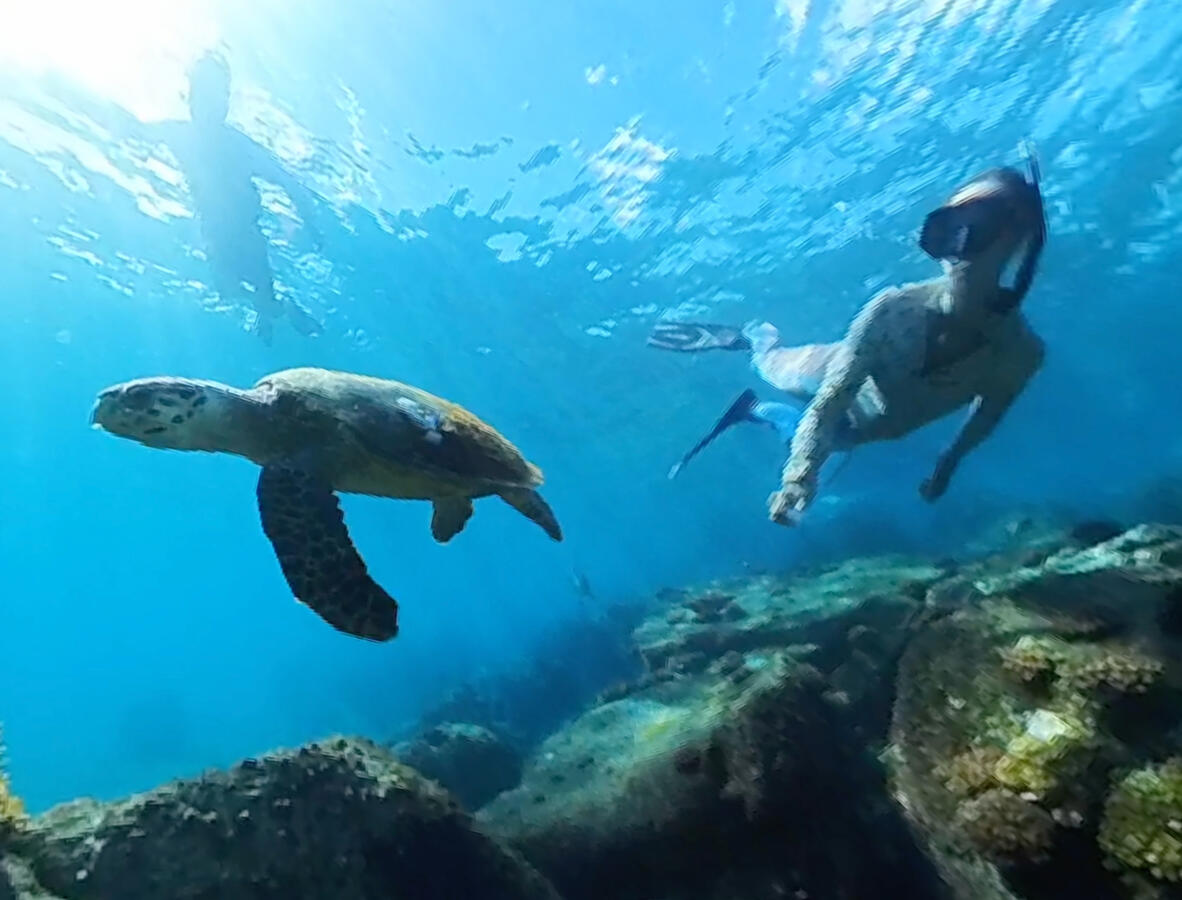 Sabby turtle Sabby turtle