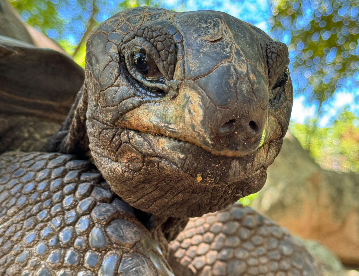 Tortoise Tortoise